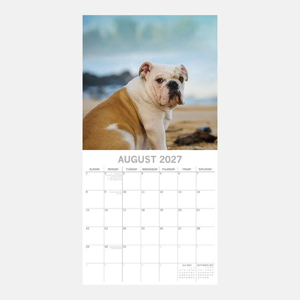 The Gifted Stationary Engelse Bulldog Kalender 2027