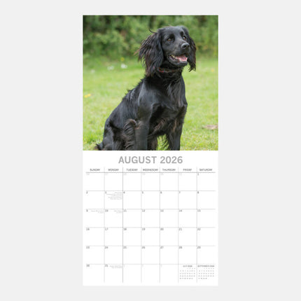 The Gifted Stationary Engelse Cocker Spaniel Kalender 2026