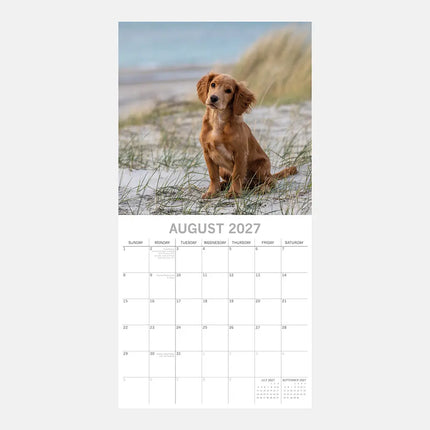The Gifted Stationary Engelse Cocker Spaniel Kalender 2027