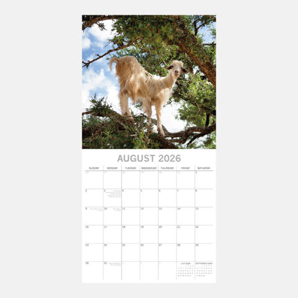The Gifted Stationary Goats in Trees Kalender 2026