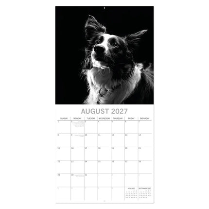 The Gifted Stationary Honden Portretten Kalender 2027