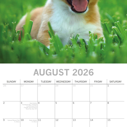 The Gifted Stationary Jack Russell Terrier Kalender 2026