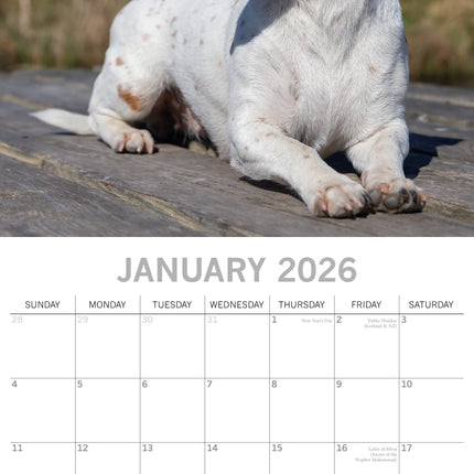 The Gifted Stationary Jack Russell Terrier Kalender 2026