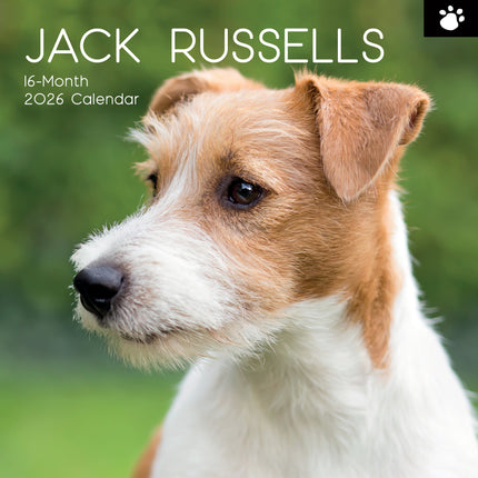 The Gifted Stationary Jack Russell Terrier Kalender 2026