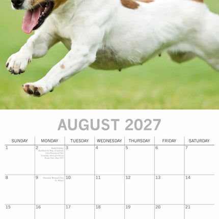 The Gifted Stationary Jack Russell Terrier Kalender 2027