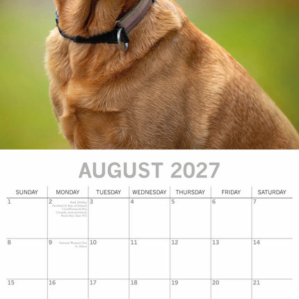 The Gifted Stationary Labrador Retriever Mixed Kalender 2027