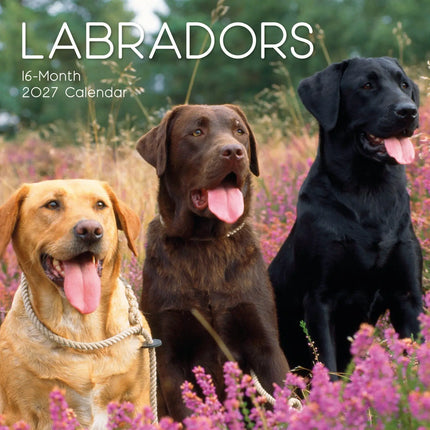The Gifted Stationary Labrador Retriever Mixed Kalender 2027
