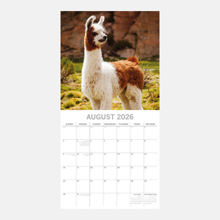 The Gifted Stationary Lama's 16 Maanden Kalender 2026