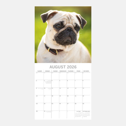 The Gifted Stationary Mopshond Kalender 2026