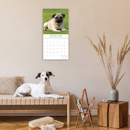 The Gifted Stationary Mopshond Kalender 2026