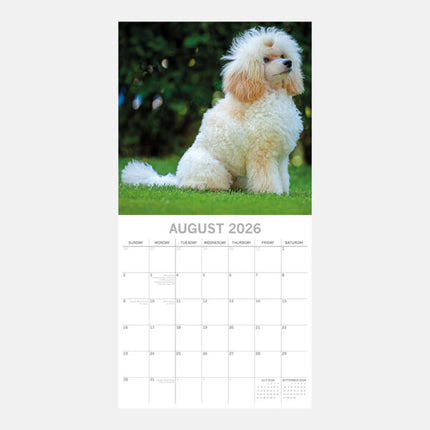 The Gifted Stationary Poedel Kalender 2026