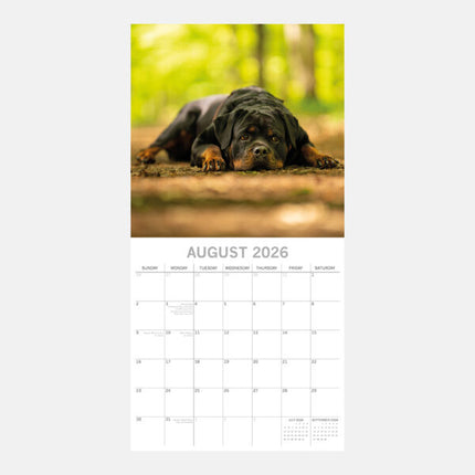 The Gifted Stationary Rottweiler Kalender 2026