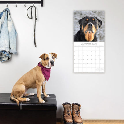 The Gifted Stationary Rottweiler Kalender 2026