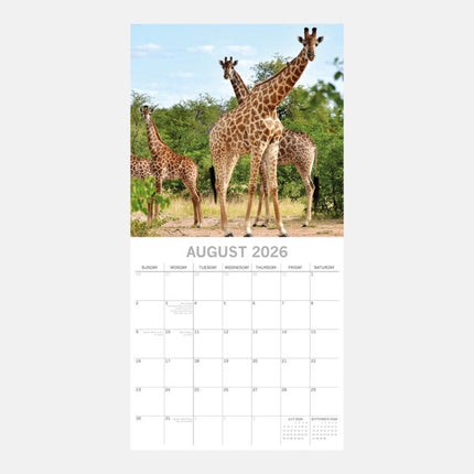The Gifted Stationary Safari Kalender 2026