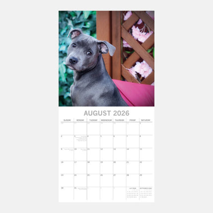 The Gifted Stationary Staffordshire Bull Terrier Kalender 2026
