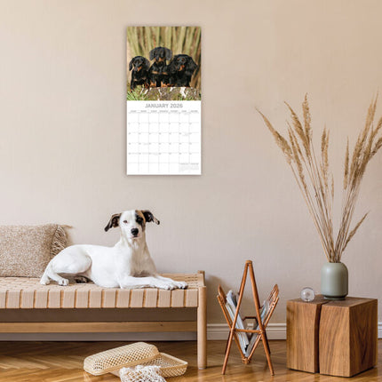 The Gifted Stationary Teckel Kalender 2026