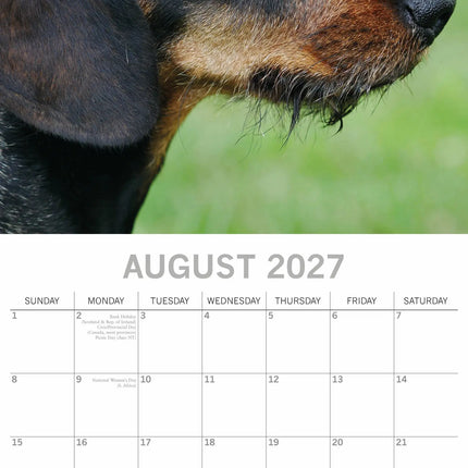 The Gifted Stationary Teckel Kalender 2027