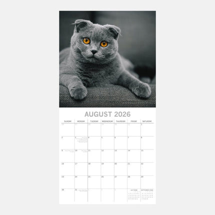 The Gifted Stationary Top Cats Kalender 2026