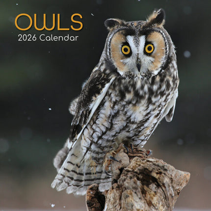 The Gifted Stationary Uilen Kalender 2026