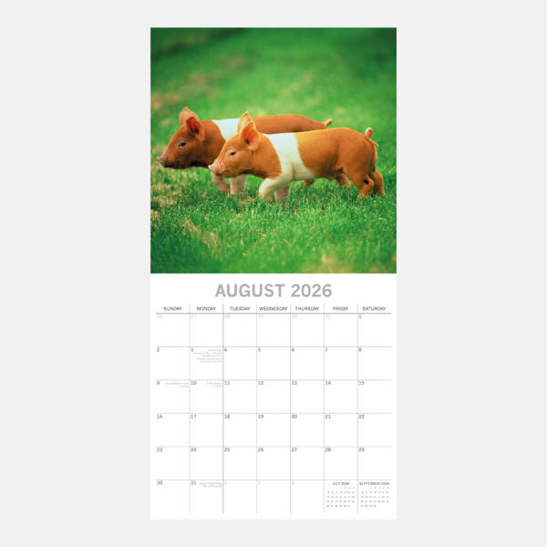 The Gifted Stationary Varken Kalender 2026