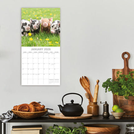 The Gifted Stationary Varken Kalender 2026