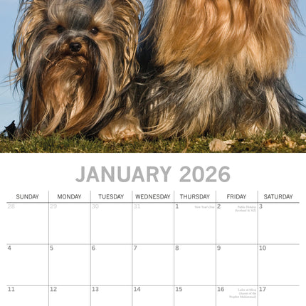 The Gifted Stationary Yorkshire Terrier Kalender 2026