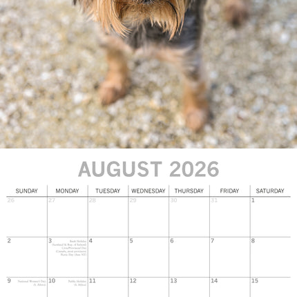 The Gifted Stationary Yorkshire Terrier Kalender 2026