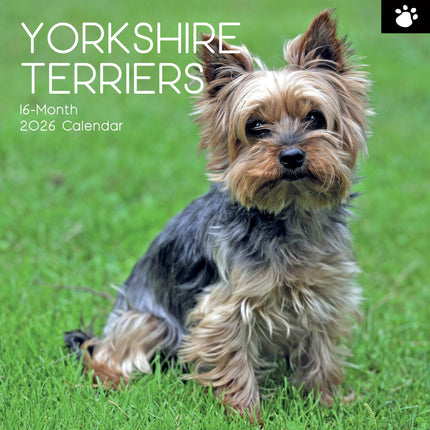 The Gifted Stationary Yorkshire Terrier Kalender 2026