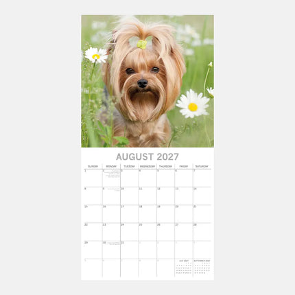 The Gifted Stationary Yorkshire Terrier Kalender 2027