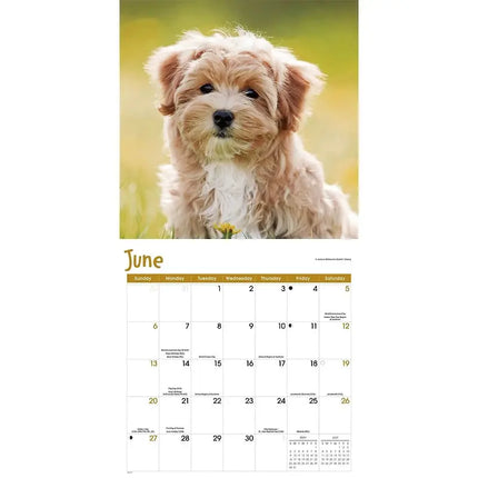 TL Turner Puppies Kalender 2027
