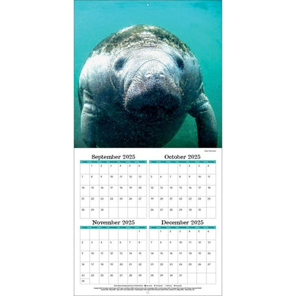 TL Turner Sea Creatures Kalender 2026