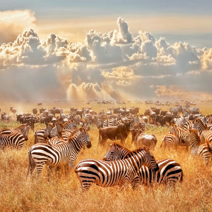 Tushita African Wildlife Kalender 2027