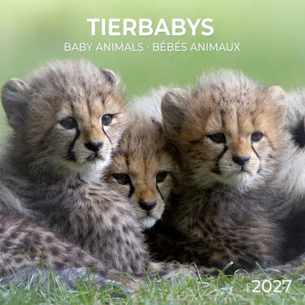 Tushita Baby Animals Kalender 2027