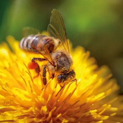 Tushita Bees - Bijen Kalender 2027