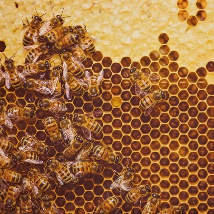 Tushita Bees - Bijen Kalender 2027