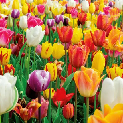 Tushita Bloemen Kalender 2027