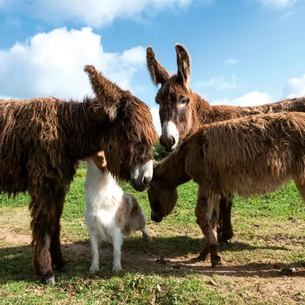 Tushita Boerderij Dieren Kalender 2027