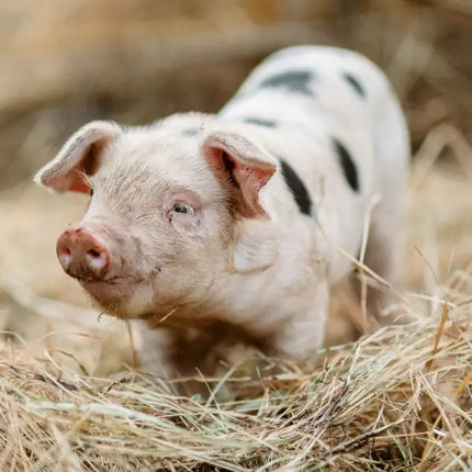 Tushita Boerderij Dieren Kalender 2027