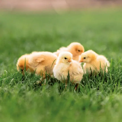 Tushita Boerderij Dieren Kalender 2027