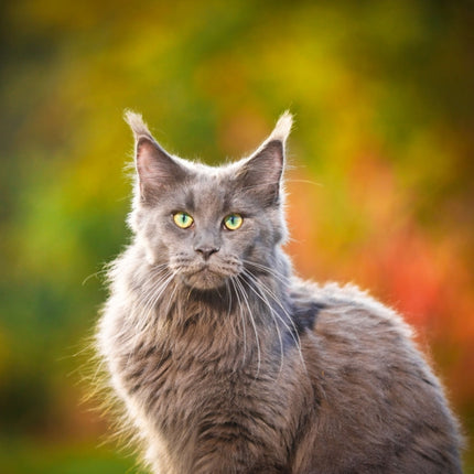 Tushita Cool Cats Kalender 2027