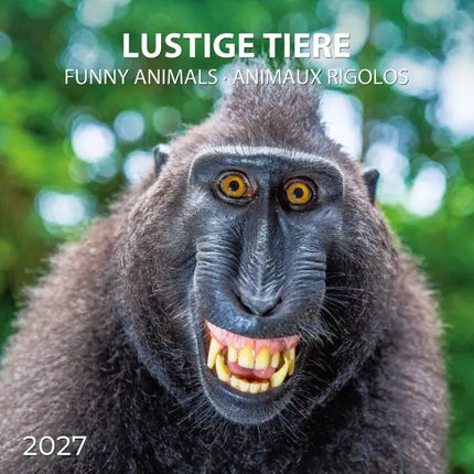 Tushita Funny Animals Kalender 2027
