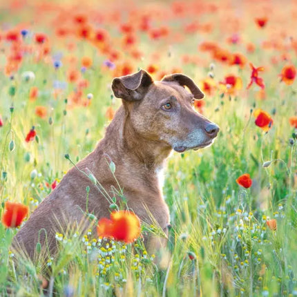 Tushita Honden Kalender 2027