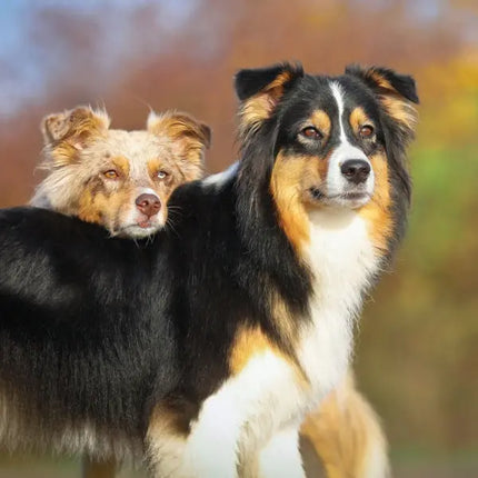 Tushita Honden Kalender 2027