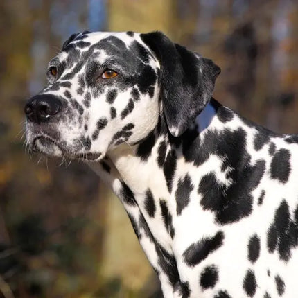 Tushita Honden Kalender 2027