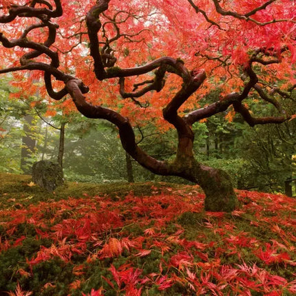 Tushita Japanese Garden Kalender 2027