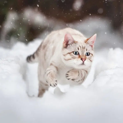 Tushita Katten Kalender 2027