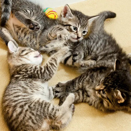 Tushita Katten Kalender 2027