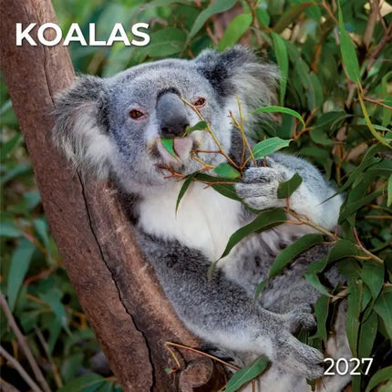 Tushita Koala's Kalender 2027