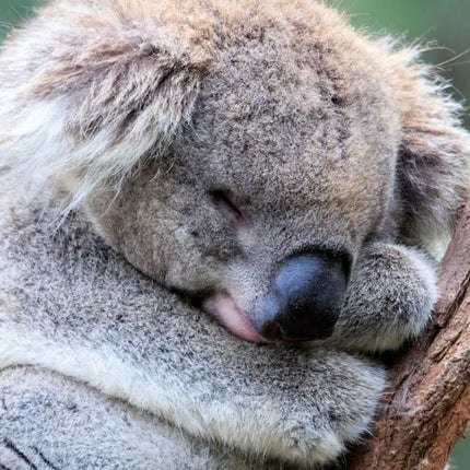 Tushita Koala's Kalender 2027
