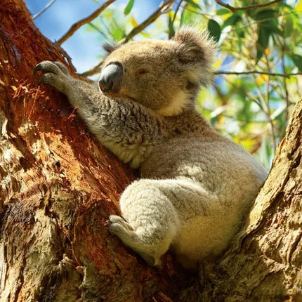 Tushita Koala's Kalender 2027